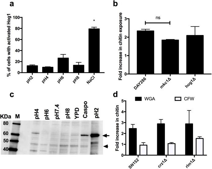 https://cdn.ncbi.nlm.nih.gov/pmc/blobs/3257/5456412/73f143d380a9/ppat.1006403.g003.jpg