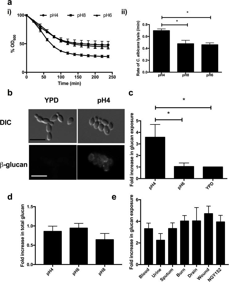 https://cdn.ncbi.nlm.nih.gov/pmc/blobs/3257/5456412/d693b76726e0/ppat.1006403.g005.jpg