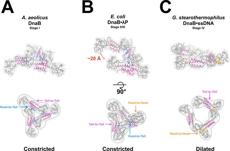 https://cdn.ncbi.nlm.nih.gov/pmc/blobs/325f/6391071/349b01403cec/elife-41140-fig7.jpg