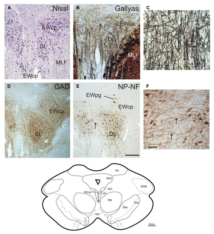 https://cdn.ncbi.nlm.nih.gov/pmc/blobs/3260/3921678/059cd05f4b40/fnana-08-00002-g005.jpg