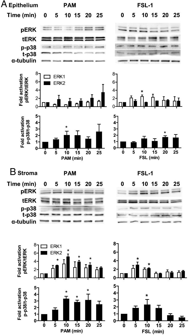 https://cdn.ncbi.nlm.nih.gov/pmc/blobs/3264/3959608/ddc53ea6fd26/zee9991474310005.jpg