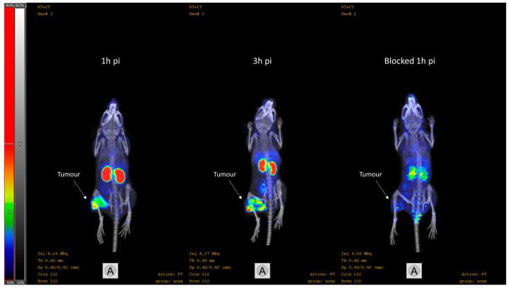 https://cdn.ncbi.nlm.nih.gov/pmc/blobs/3265/9856709/9559ec301a15/cancers-15-00442-g007.jpg