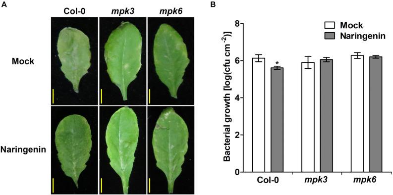 https://cdn.ncbi.nlm.nih.gov/pmc/blobs/3267/8173199/9778accbcf1d/fpls-12-672552-g007.jpg