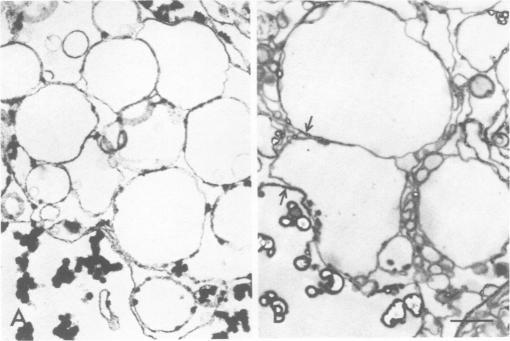https://cdn.ncbi.nlm.nih.gov/pmc/blobs/326b/543202/882cb8582ffb/plntphys00134-0208-a.jpg
