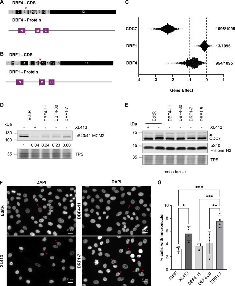 https://cdn.ncbi.nlm.nih.gov/pmc/blobs/3276/11169917/14314b732d79/jcb_202402144_fig1.jpg