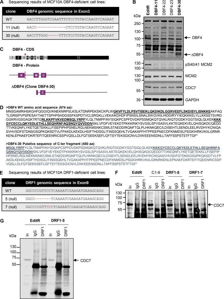 https://cdn.ncbi.nlm.nih.gov/pmc/blobs/3276/11169917/c2432efd57fb/jcb_202402144_figs1.jpg