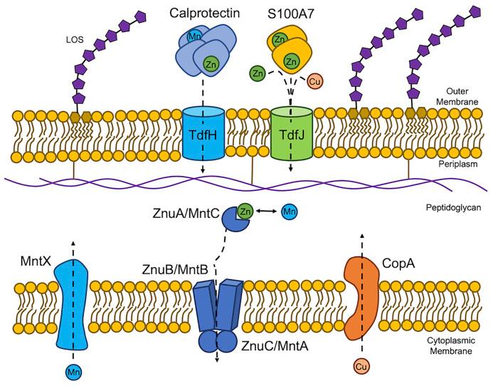 https://cdn.ncbi.nlm.nih.gov/pmc/blobs/3276/9280163/12268249ad19/fcimb-12-909888-g001.jpg