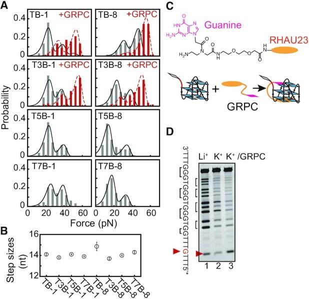 https://cdn.ncbi.nlm.nih.gov/pmc/blobs/3279/8266575/23a2fab2e681/gkab531fig2.jpg