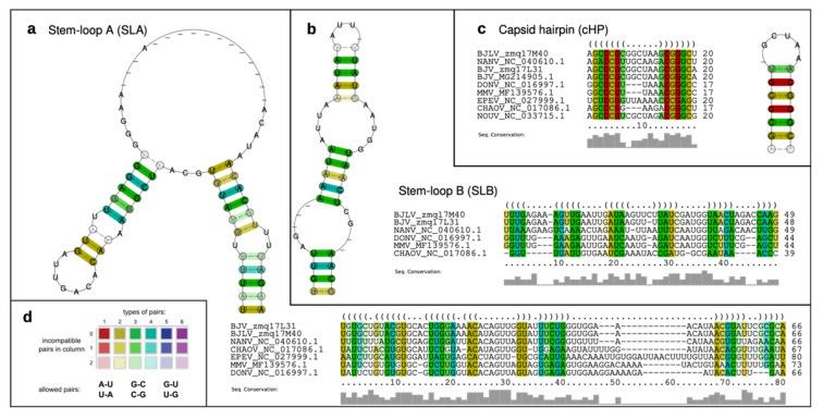 https://cdn.ncbi.nlm.nih.gov/pmc/blobs/327c/7551683/fc2444e83e68/viruses-12-01017-g004.jpg