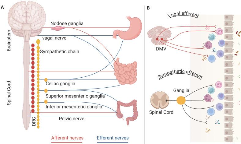 https://cdn.ncbi.nlm.nih.gov/pmc/blobs/327f/12163389/467886b39786/ijmsv22p2620g001.jpg