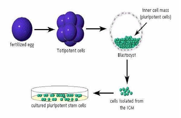https://cdn.ncbi.nlm.nih.gov/pmc/blobs/327f/441410/f756662ca3d7/1477-7827-2-37-4.jpg