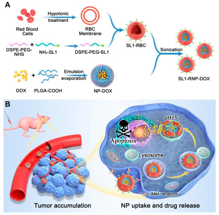 https://cdn.ncbi.nlm.nih.gov/pmc/blobs/3280/9415068/9bd83415a73f/membranes-12-00744-sch001.jpg
