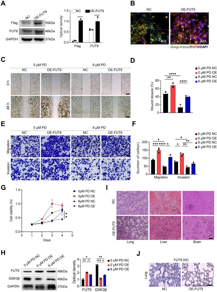 https://cdn.ncbi.nlm.nih.gov/pmc/blobs/3282/11809235/3f810d5519d6/IJN-20-1661-g0005.jpg