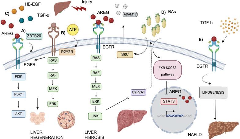 https://cdn.ncbi.nlm.nih.gov/pmc/blobs/3283/11837477/537ed30d9af8/12929_2025_1119_Fig5_HTML.jpg