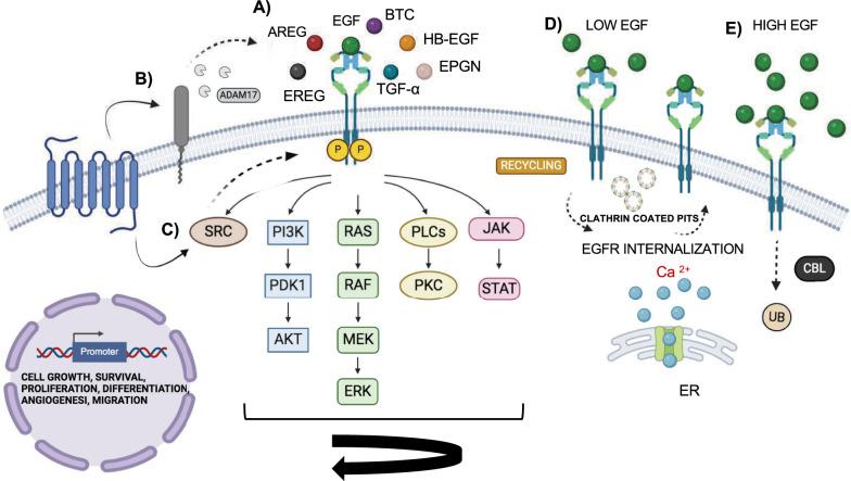 https://cdn.ncbi.nlm.nih.gov/pmc/blobs/3283/11837477/83cfa586c7e7/12929_2025_1119_Fig2_HTML.jpg