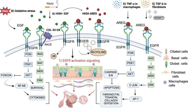 https://cdn.ncbi.nlm.nih.gov/pmc/blobs/3283/11837477/93547a678d44/12929_2025_1119_Fig13_HTML.jpg