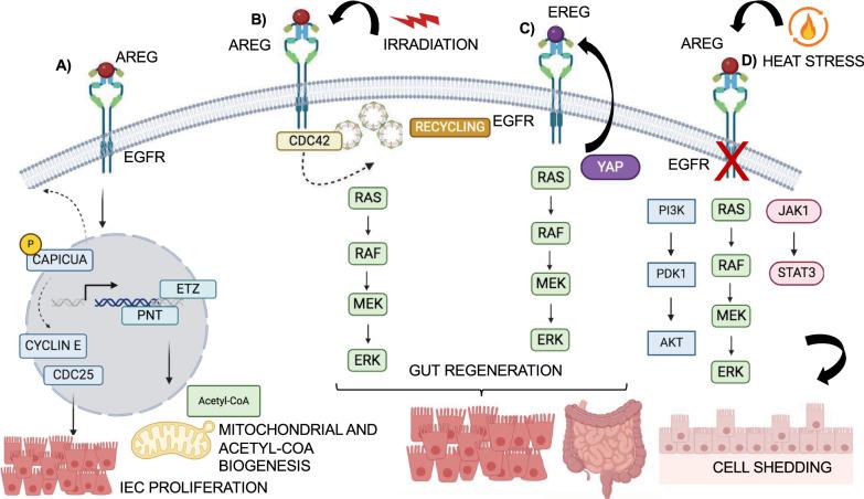 https://cdn.ncbi.nlm.nih.gov/pmc/blobs/3283/11837477/a9e9b71125e8/12929_2025_1119_Fig4_HTML.jpg