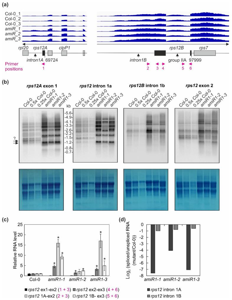 https://cdn.ncbi.nlm.nih.gov/pmc/blobs/3283/7913559/218b4c05026f/cells-10-00315-g006.jpg
