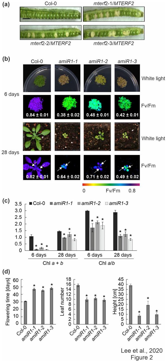 https://cdn.ncbi.nlm.nih.gov/pmc/blobs/3283/7913559/3437efea7eb1/cells-10-00315-g002.jpg