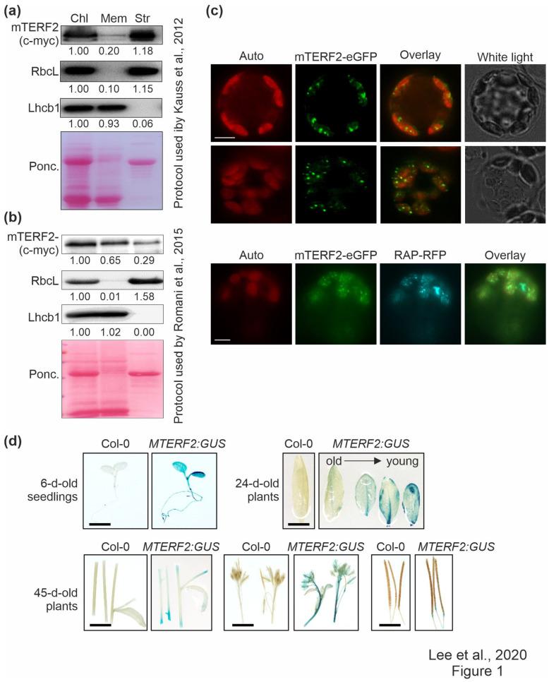 https://cdn.ncbi.nlm.nih.gov/pmc/blobs/3283/7913559/6dc4c4c7a0b9/cells-10-00315-g001.jpg