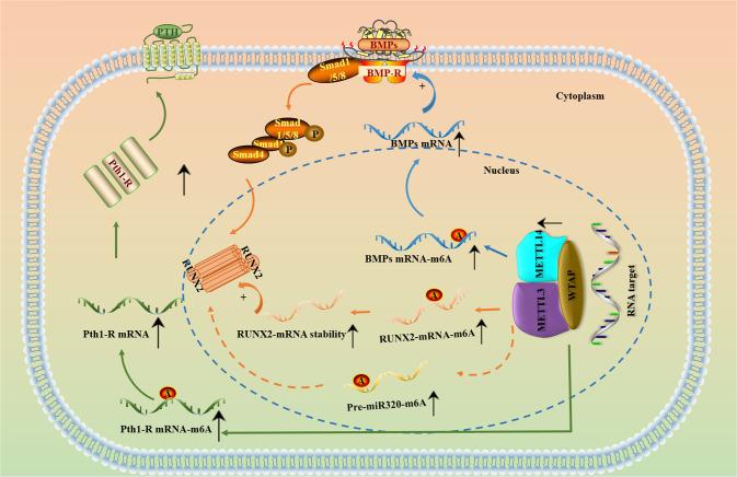 https://cdn.ncbi.nlm.nih.gov/pmc/blobs/3295/10195832/114b80855e01/41420_2023_1435_Fig2_HTML.jpg