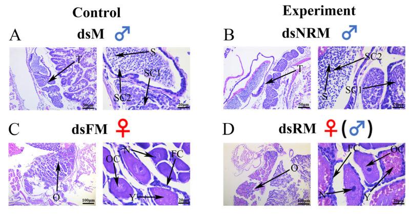 https://cdn.ncbi.nlm.nih.gov/pmc/blobs/3295/10531965/17dff485e823/ijms-24-14306-g002.jpg