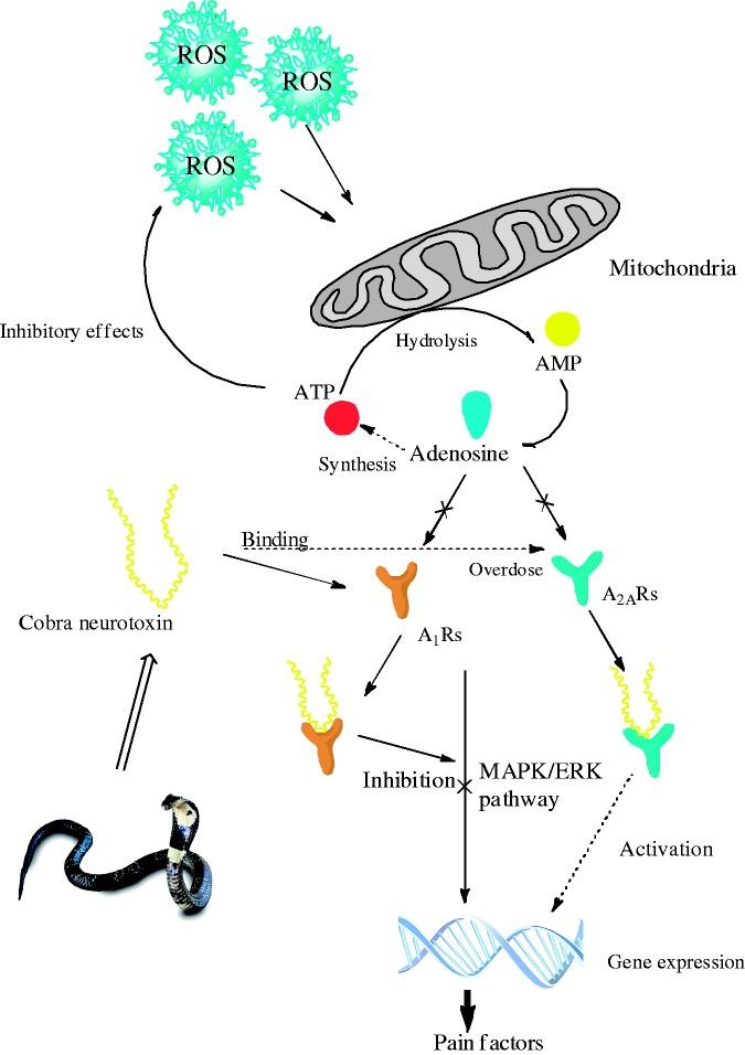 https://cdn.ncbi.nlm.nih.gov/pmc/blobs/3298/5542074/798342d9df42/10.1177_1744806917720336-fig4.jpg