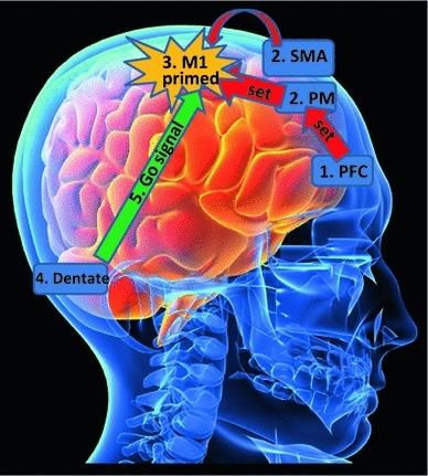 https://cdn.ncbi.nlm.nih.gov/pmc/blobs/329e/3607721/020123528c8b/40279_2013_25_Fig3_HTML.jpg