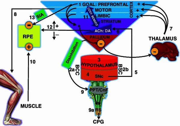 https://cdn.ncbi.nlm.nih.gov/pmc/blobs/329e/3607721/5749d82cedde/40279_2013_25_Fig2_HTML.jpg