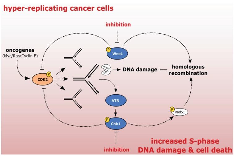 https://cdn.ncbi.nlm.nih.gov/pmc/blobs/329e/4598780/16f213a6b419/biomolecules-05-01912-g003.jpg