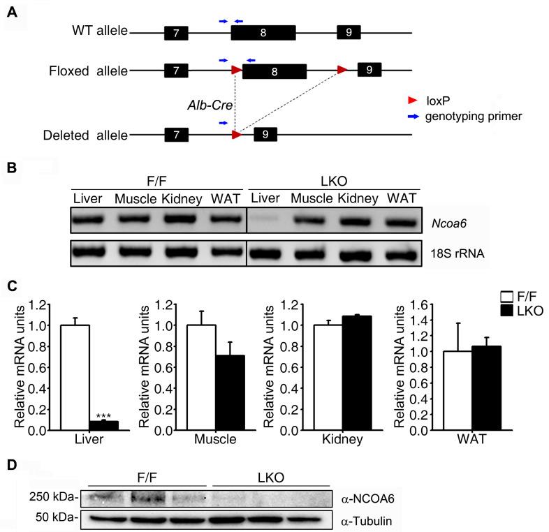 https://cdn.ncbi.nlm.nih.gov/pmc/blobs/32a1/9001147/af70a8ffd95d/molce-45-4-180-f1.jpg