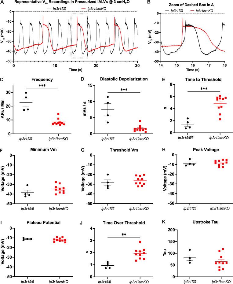 https://cdn.ncbi.nlm.nih.gov/pmc/blobs/32a4/10585095/8e74d4fb595c/JGP_202313358_Fig8.jpg
