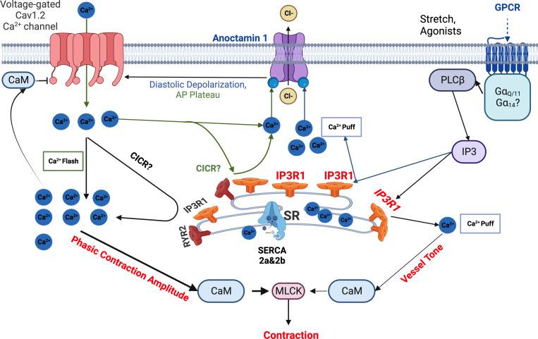 https://cdn.ncbi.nlm.nih.gov/pmc/blobs/32a4/10585095/b52d77153f1e/JGP_202313358_Fig13.jpg