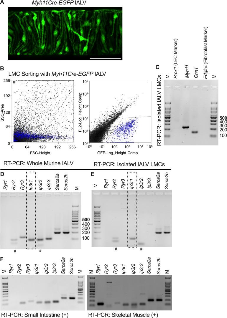 https://cdn.ncbi.nlm.nih.gov/pmc/blobs/32a4/10585095/cfa35e144b64/JGP_202313358_Fig1.jpg