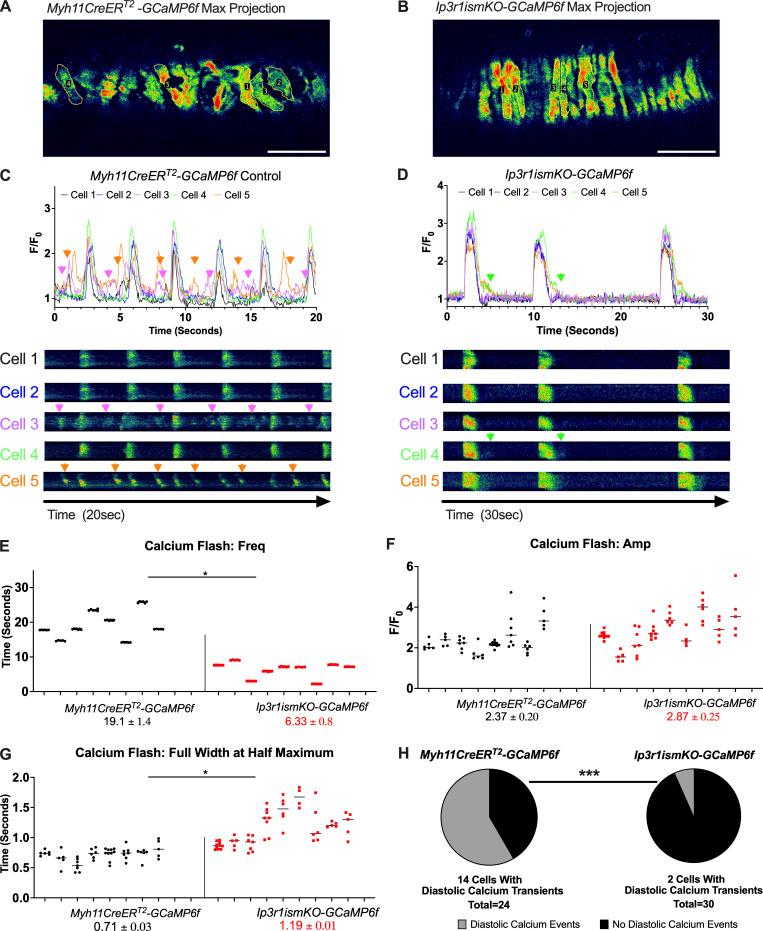 https://cdn.ncbi.nlm.nih.gov/pmc/blobs/32a4/10585095/d4c0310ca98c/JGP_202313358_Fig11.jpg