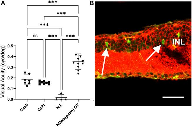 https://cdn.ncbi.nlm.nih.gov/pmc/blobs/32a5/12363278/6cd7615c241f/fddev-03-934394-g004.jpg