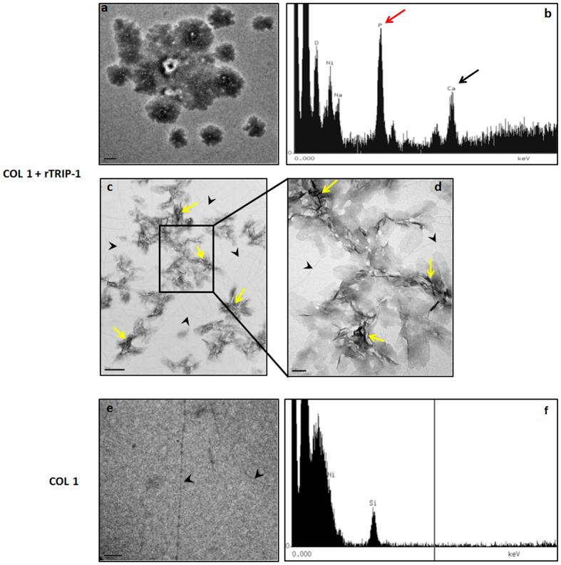 https://cdn.ncbi.nlm.nih.gov/pmc/blobs/32a6/5121659/0f4ec5780401/srep37885-f9.jpg