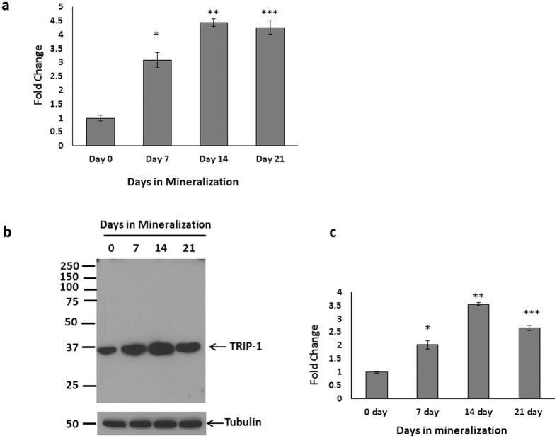 https://cdn.ncbi.nlm.nih.gov/pmc/blobs/32a6/5121659/154d898bfbf0/srep37885-f1.jpg