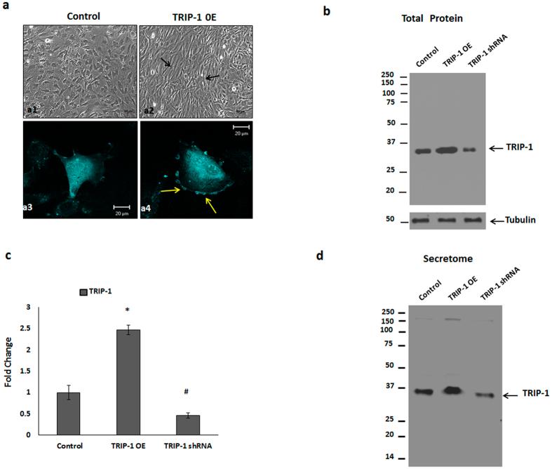 https://cdn.ncbi.nlm.nih.gov/pmc/blobs/32a6/5121659/b8a623573d9a/srep37885-f3.jpg