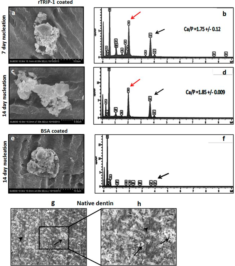 https://cdn.ncbi.nlm.nih.gov/pmc/blobs/32a6/5121659/cc0b10d1c5c6/srep37885-f7.jpg