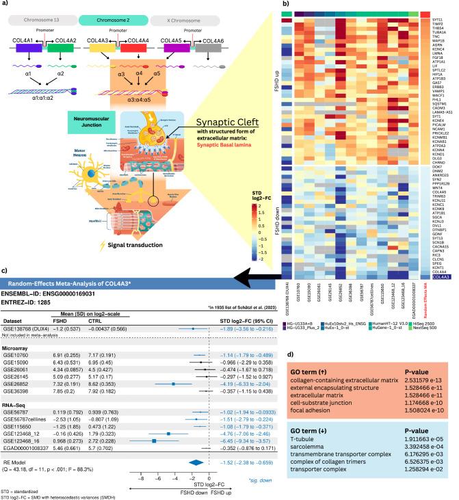 https://cdn.ncbi.nlm.nih.gov/pmc/blobs/32ad/11127974/c43fe3c82f33/42003_2024_6325_Fig3_HTML.jpg