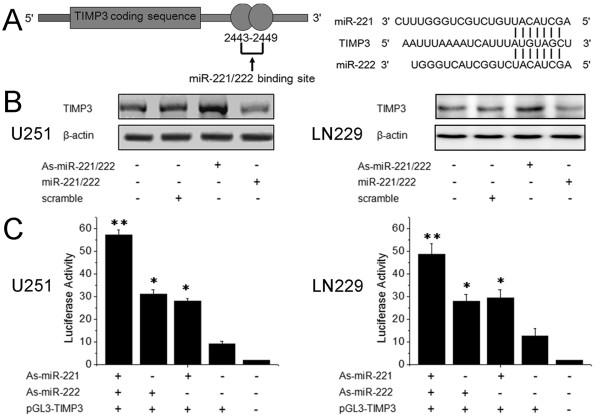 https://cdn.ncbi.nlm.nih.gov/pmc/blobs/32ad/3403924/fbde709c448c/1479-5876-10-119-3.jpg