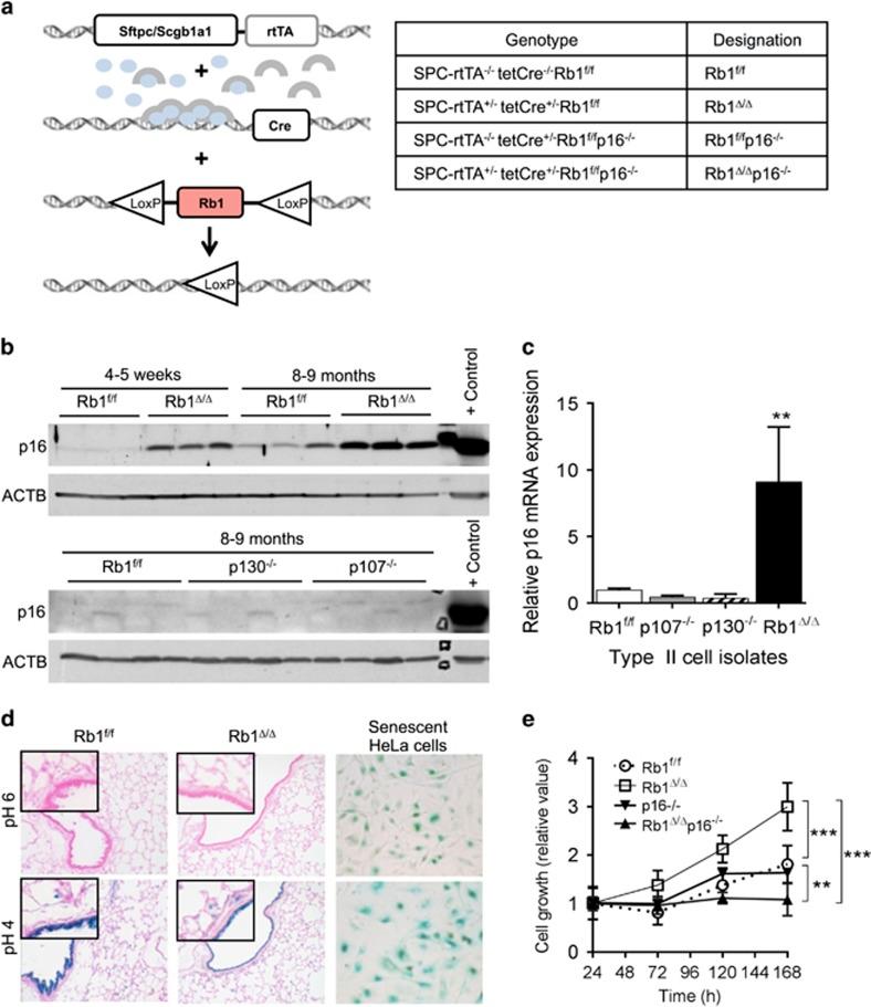https://cdn.ncbi.nlm.nih.gov/pmc/blobs/32ae/5520502/f73958233925/oncsis20175f1.jpg