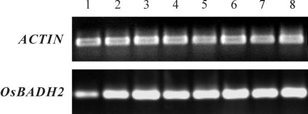 https://cdn.ncbi.nlm.nih.gov/pmc/blobs/32b2/2588449/9878350d4407/1471-2229-8-100-1.jpg