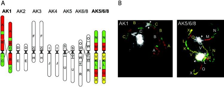 https://cdn.ncbi.nlm.nih.gov/pmc/blobs/32b6/3954085/003ff410d937/genes-01-00166-g004.jpg