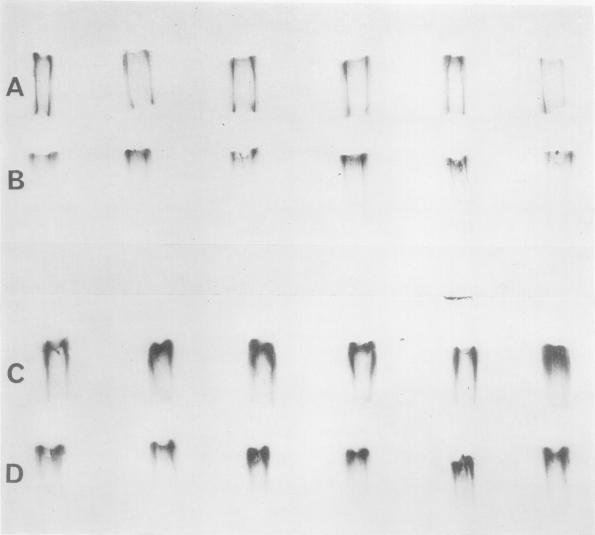 https://cdn.ncbi.nlm.nih.gov/pmc/blobs/32b7/1086634/d9f6cc12e999/plntphys00498-0111-a.jpg