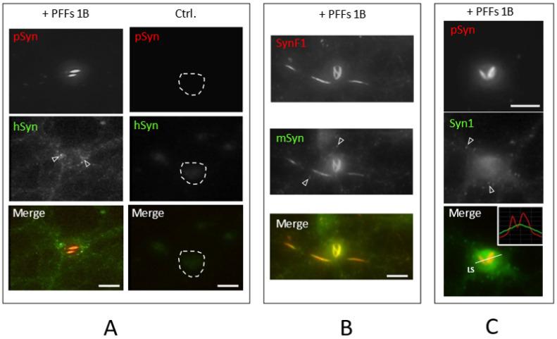 https://cdn.ncbi.nlm.nih.gov/pmc/blobs/32ba/8946814/52dcd5e55b50/biomolecules-12-00436-g005.jpg