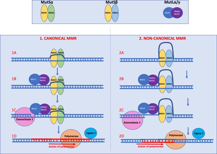 https://cdn.ncbi.nlm.nih.gov/pmc/blobs/32be/10754329/856e5a2bc489/ETLS-7-325-g0001.jpg