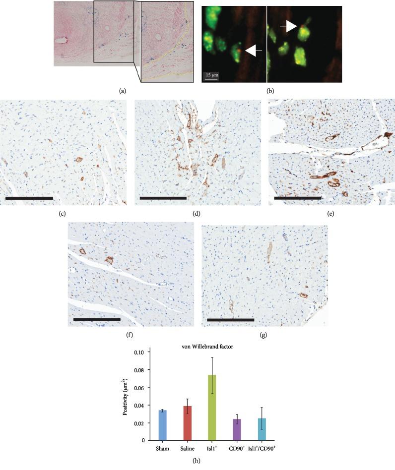 https://cdn.ncbi.nlm.nih.gov/pmc/blobs/32c5/6875168/0235f7f3840f/SCI2019-3945850.002.jpg