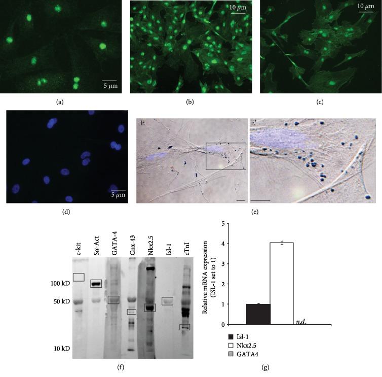 https://cdn.ncbi.nlm.nih.gov/pmc/blobs/32c5/6875168/0d9c240244f6/SCI2019-3945850.001.jpg